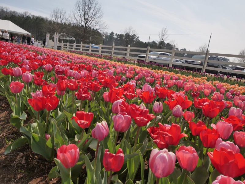 American Village Festival of Tulips