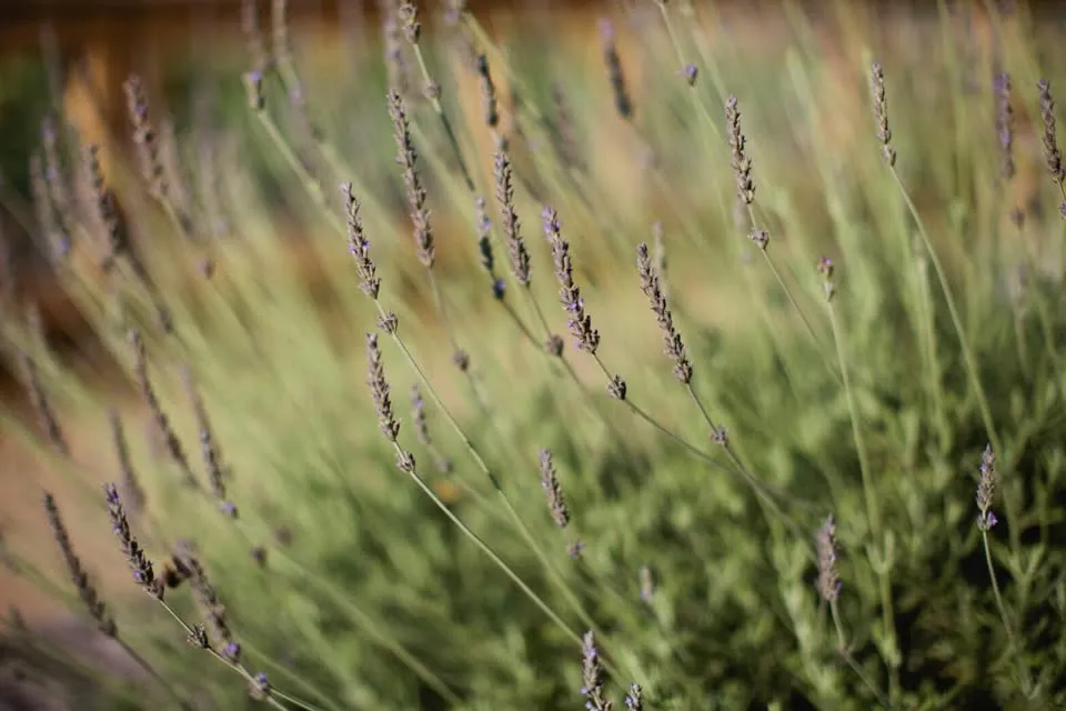 Thyme to Read Book Club hero image