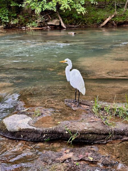 Wildlife at Turkey Creek Nature Preserve