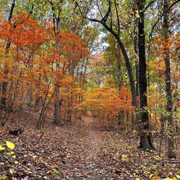 Trail at Turkey Creek Nature Preserve