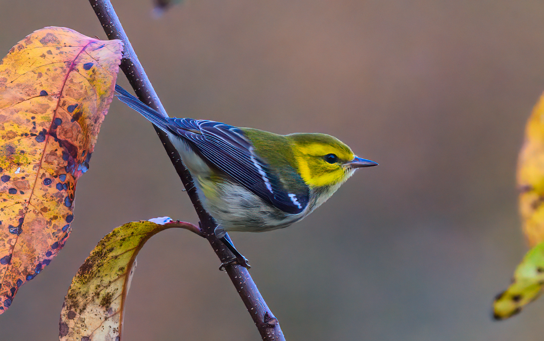 Birding in Greater Birmingham